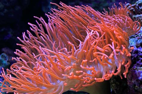 Indispensable Tips To Take Care Of Clownfish Your
