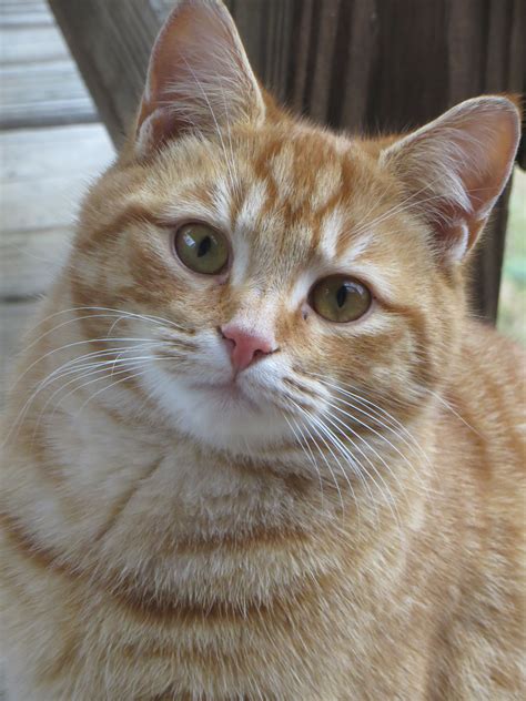 An Orange And White Cat Sitting On Top Of A Wooden Floor Next To A Fence