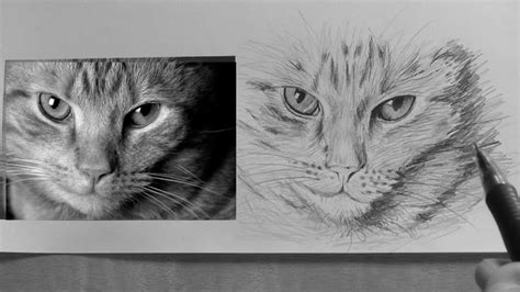 You must not have the same color as the others! How to draw a Cat -lesson 5 in -realism drawing tips ...