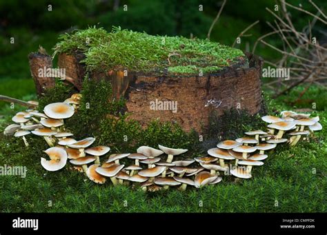 Pine Tree Mushrooms All Mushroom Info