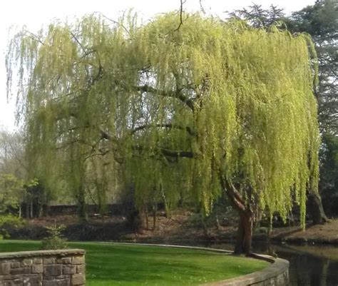 White Willow Plant Information Wild Flower Web