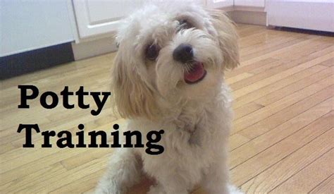 You likely don't have access to a guide. Cavachon Puppies. How To Potty Train A Cavachon. Cavachon ...