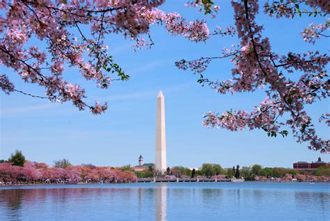 Capital Hilton Springs Into Washington Dcs Cherry Blossom Celebrations