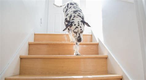 Dog Going Down Stairs Loankas