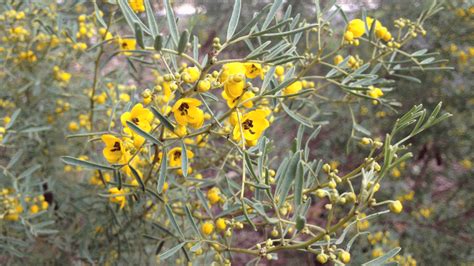 The Pretty Desert Cassia Shrub Senna Artemisioides Is Flowering Early This Year At Gilberton