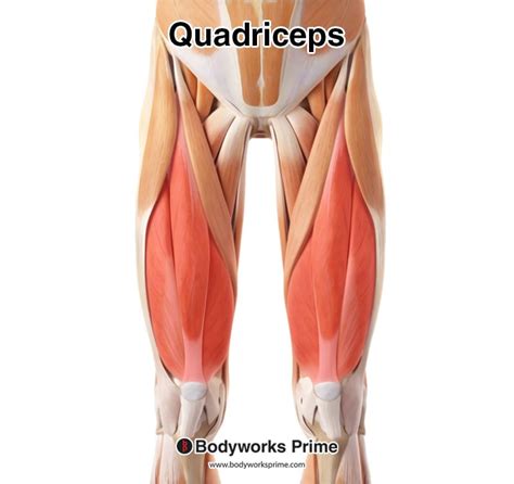 Quadriceps Muscle Anatomy Bodyworks Prime