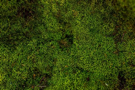 500 Moss Pictures Download Free Images On Unsplash