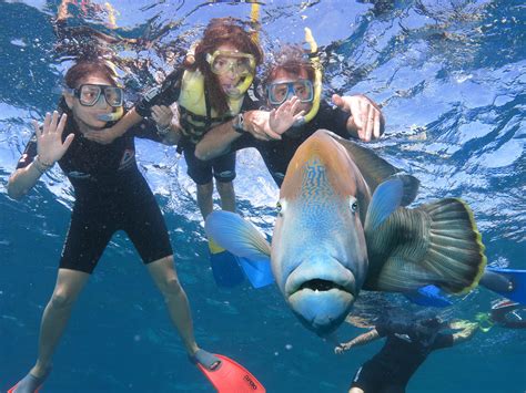 Great Barrier Reef Tour Great Adventures Cruises Cairns Great