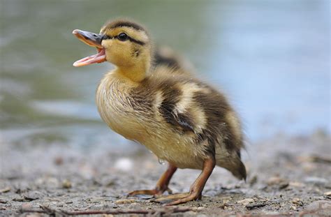 The Ducklings Of Spring ~ Kuriositas