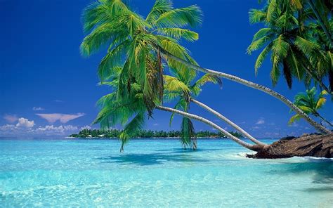 Green Coconut Palm Tree Nature Landscape Beach Tropical Sea