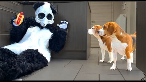 Scary Panda Vs Dogs Prank Youtube
