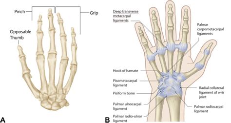 A Novel Approach To Ray Resection Of The Hand Journal Of Hand Surgery Global Online
