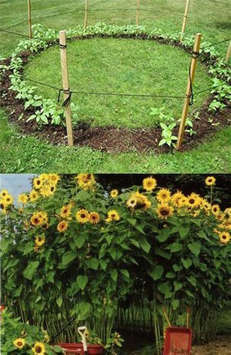 42 Brilliant Gardening Ideas To Inspire You Plants Sunflower House