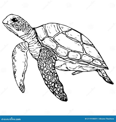 Graphic Sea Turtle Vector 71490242