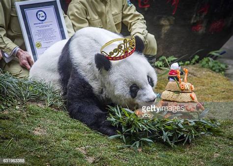 Oldest Captive Giant Panda Celebrates 37th Birthday In Fuzhou Photos