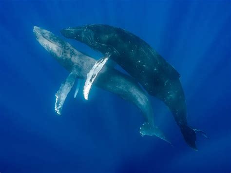 these photos are the first to show humpback whales mating—and both are males smithsonian