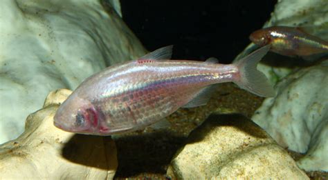 Speedy species divergence and the curious case of the blind cavefish ...