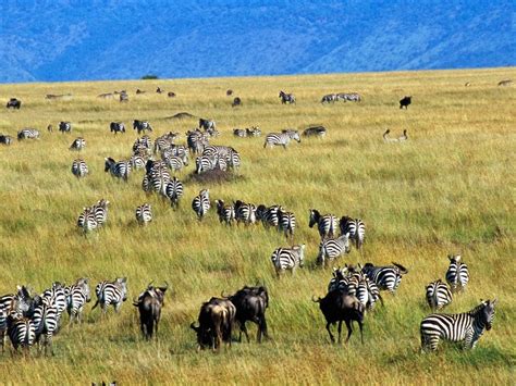 Wildlife Photos Zebra Grassland