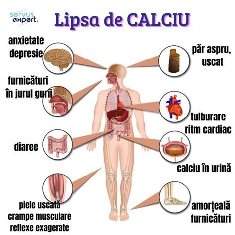 Lipsa De Calciu Sau Hipocalcemie Cauze I Solu Ii Eficiente