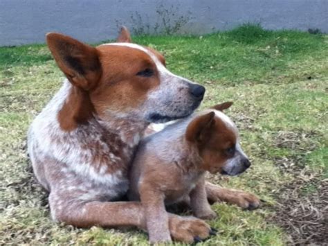 Red And Blue Heeler Mix Puppies