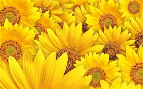 sunflowers wallpapers wallpaper cave