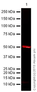 There are currently no reviews for this product. Alexa Fluor® 680 Goat Anti-Rabbit (IgG) secondary antibody ...