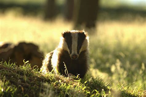Badger Culling Zones Have Been Extended To West Berkshire And Hampshire