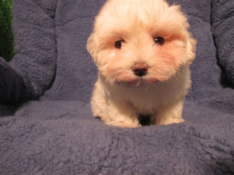 Maltipoo (Maltese x Poodle) Puppy! | Puppies, Poodle puppy, Cute animals