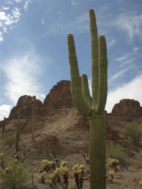 Saguaro Cactus Sonora Desert Beautiful Nature Cacti And Succulents