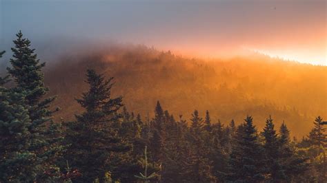 Download Wallpaper 3840x2160 Spruce Forest Trees Fog Sunset 4k Uhd