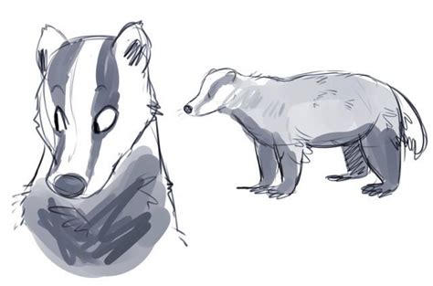 Badger Badger Illustration Animal Anatomy Honey Badger Wolverines