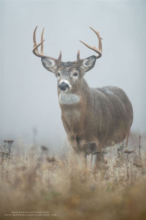 Whitetail Deer Photography Whitetail Deer Photography