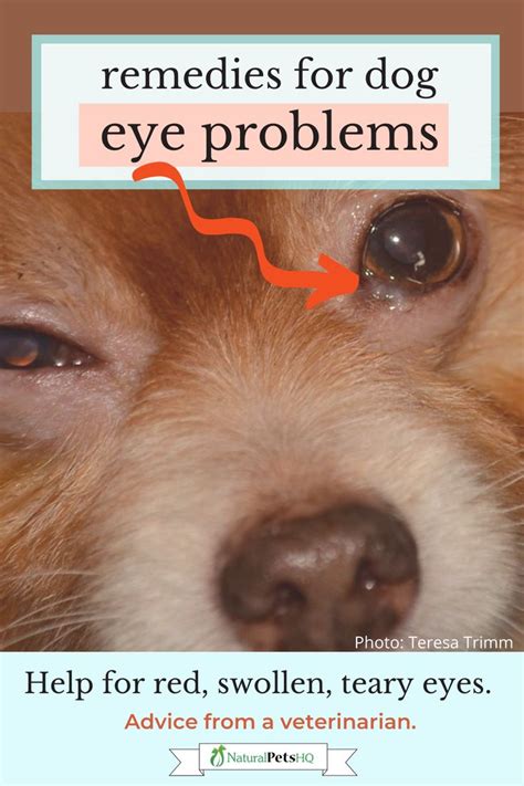 My Dogs Eyelid Is Swollenhow Can I Help Natural Pets Hq In 2021