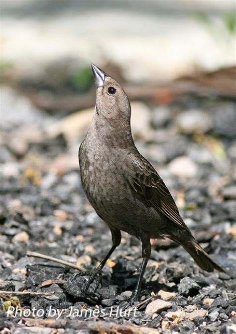 Brown Headed Cowbird State Of Tennessee Wildlife Resources Agency