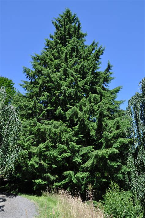 Western Hemlock Tree Facts Identification Distribution Pictures