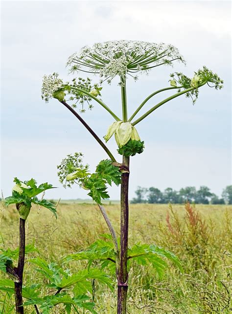 Giant Hogweed And Grapefruit Effects Of Furanocoumarins Owlcation