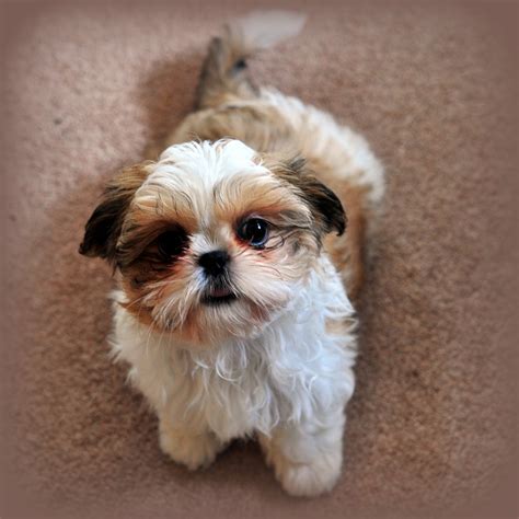 Find beagles for adoption online here! Shih Tzu Puppies For Sale | San Diego, CA #328581