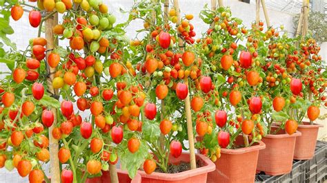 Growing Tomatoes At Home A Lots Of Fruit 3 Easy Tips For Growing