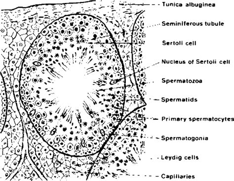 Testis Histology Diagram