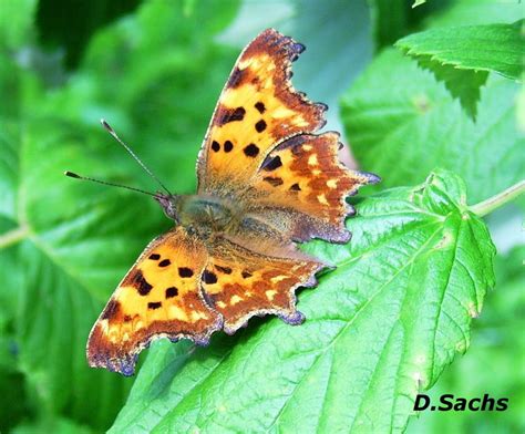 C Falter Foto And Bild Tiere Wildlife Schmetterlinge Bilder Auf