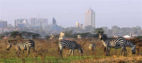Nairobi National Park Safaris Tours And Holidays Discover Africa Safaris
