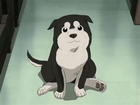 Cutest Dog In Anime Fullmetal Alchemist Fullmetal Alchemist
