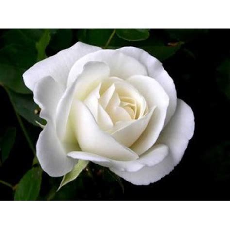 Jual Bibit Bunga Mawar Putih Di Lapak Ganeshastore Ganeshashop888