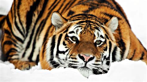 Siberian Tiger Wallpapers Top Free Siberian Tiger Backgrounds