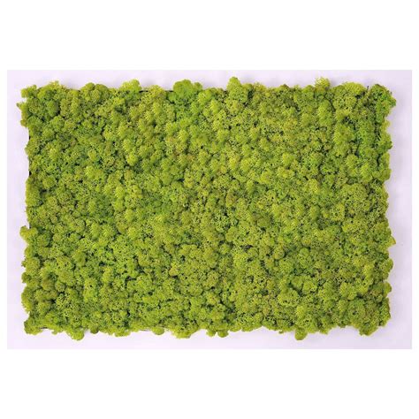 Preserved Green Wall Mw01 Verde Profilo Srl Modular Panel Moss