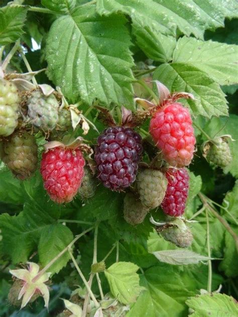Tayberry Canes For Sale Buy Tayberry Plants Bare Rooted
