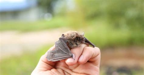 Baby Bat 5 Pictures And 5 Facts A Z Animals