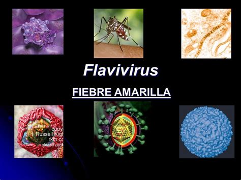 El Virus De La Fiebre Amarilla Pertenece Al Grupo De Los Flavivirus