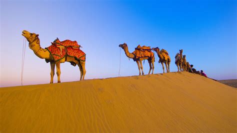 Fondos De Pantalla Desierto En Camello 1920x1080 Full Hd 2k Imagen