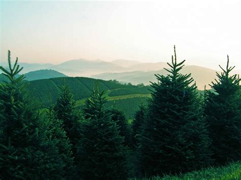 Christmas Tree Farms In Avery County Linville Land Harbor